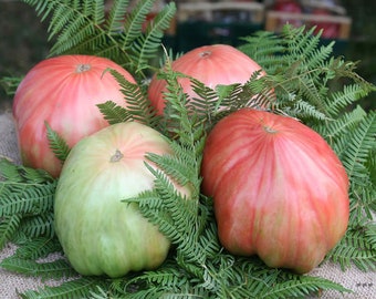 TOMATE BELMONTE, 50 graines + GRATUIT