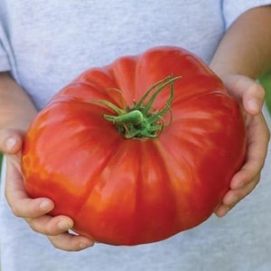 50 graines de TOMATE GÉANTE GRATUIT image 2