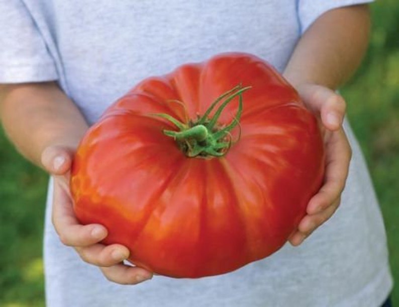 50 graines de TOMATE GÉANTE GRATUIT image 2