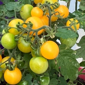 Micro Dwarf Tomato Seeds “Floragold Basket”