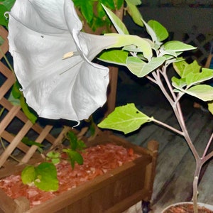 Moonflower (Datura) Seeds – Fragrant White Trumpet Flowers | Night-Blooming Garden Beauty