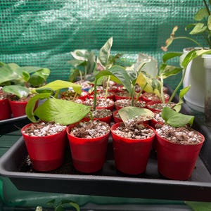 Puede incluir: Una colección de pequeñas plantas en macetas rojas, dispuestas en una bandeja negra. Las plantas tienen hojas verdes, algunas con variegación blanca, y están sobre un fondo de malla verde. Las macetas están llenas de tierra y perlita blanca.
