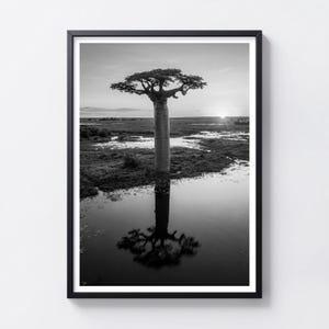 以下が含まれることがあります： 日の出の湿地帯に佇む一本のバオバブの木を描いた、モノクロの額入りウォールアートプリント。太い円筒形の幹が、手前の穏やかな水面に鮮明に映し出されている様子が表現されています。