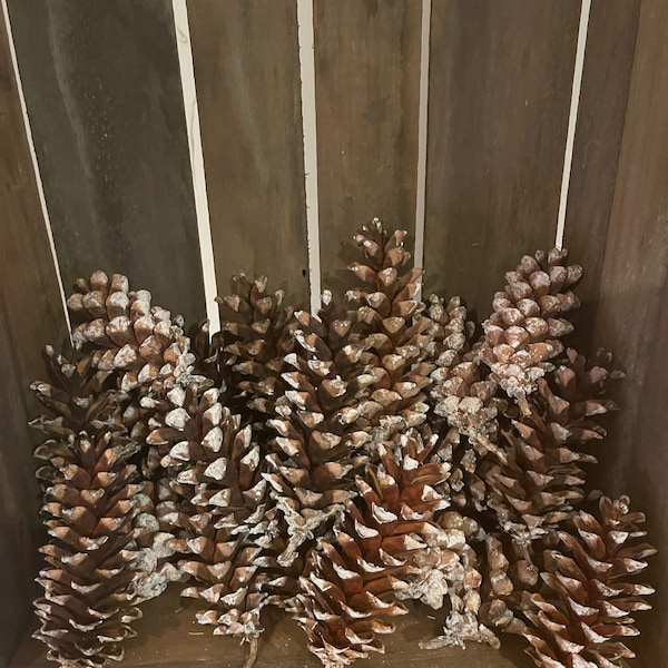 Fresh from Maine Gorgeous White Pine Pinecones