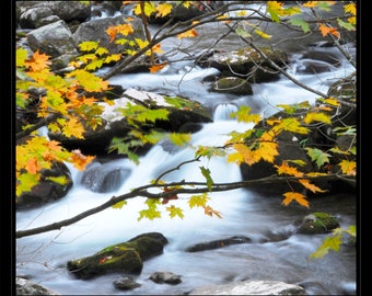 Photography Prints Nature Wall Art, Nature Prints, Photography Prints