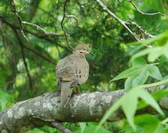 Mourning Dove Print