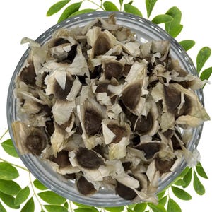 Moringa Seeds (PKM-1) – High-Yield | Non-GMO | Water Purification | Nutrient-Rich | Heirloom Variety (500-7500seeds)