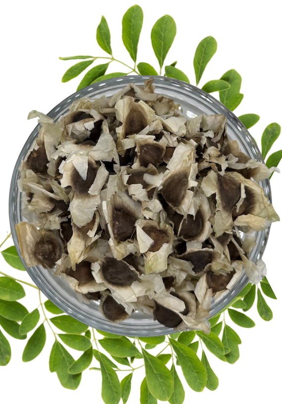 Moringa Seeds (PKM-1) | High-Yield | Non-GMO | Water Purification | Nutrient-Rich | Heirloom Variety (10-100 seeds)