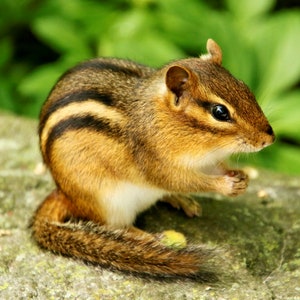 Jeu de cartes pour notes photographiques Chipmunk