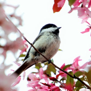 Jeu de cartes pour notes de photographie Mésange