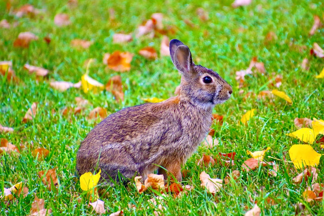 Rabbit Photography Notecard Set - Etsy