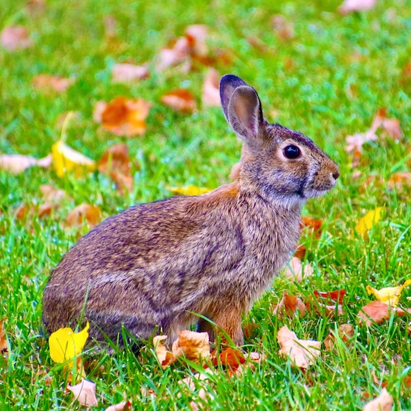 Rabbit Photography Notecard Set