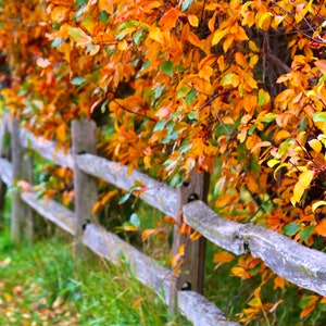 Herbst Fotografie Grußkarten Set