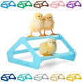 Roosting Perch ~ Baby Chicken ~ Chick ~ Brooder Coop Training Toy Accessory ~ No Tools Click Together ~ Durable Plastic ~ USA Made
