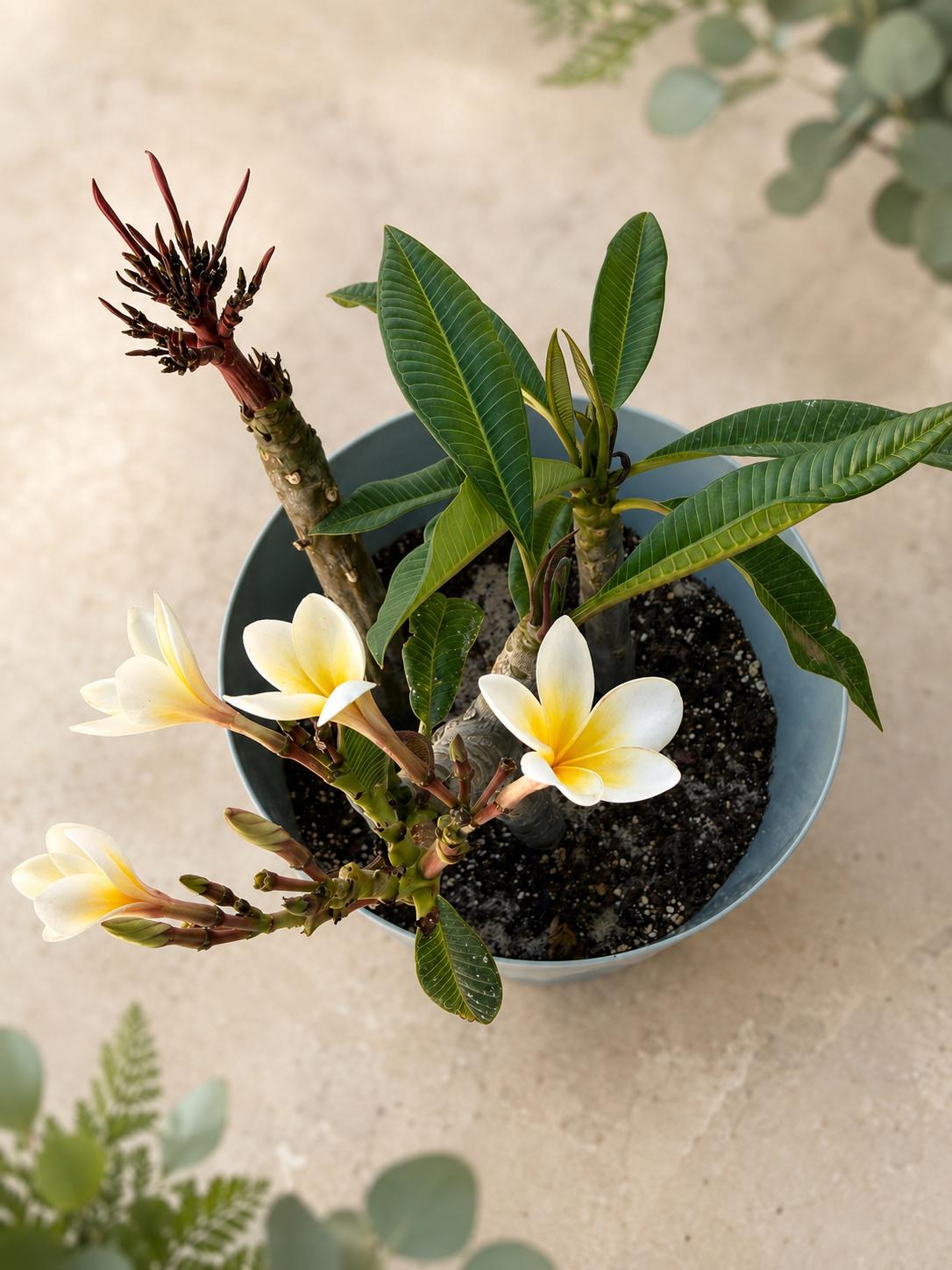 Plumeria Cuttings - Etsy Canada
