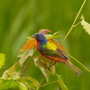 Nature Photography Print (Painted Bunting 2)