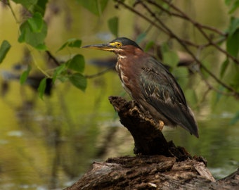 Naturfotografie Print (Grüner Reiher)