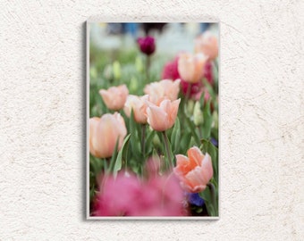Photographie de tulipes, affiche botanique rose, décoration murale florale, photo de tulipes dans le jardin, photographie de fleurs, art imprimable, impression botanique