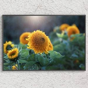 Sunflowers Printable Photography, Wall Art Decor, Fine Art Photography, Yellow Floral Room Decor, Botanical Print, Gift  for gardener,
