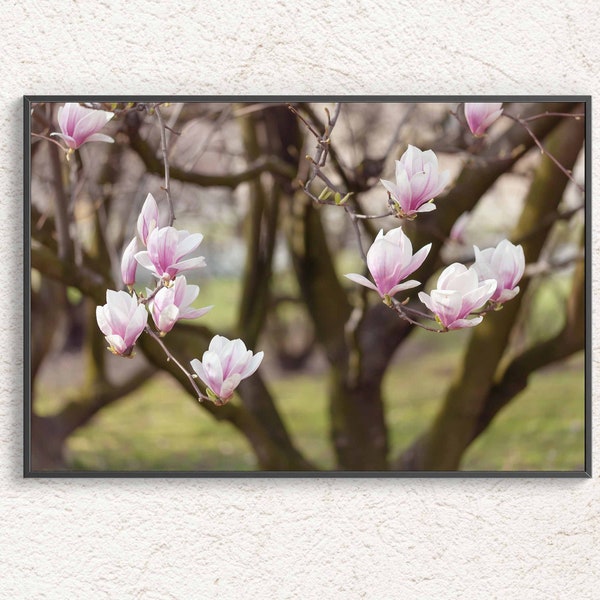 Magnolia Tree Photography, Pink magnolia flowers photo, Spring Poster, Fine Art Photography, Flower digital art print, Floral Room Decor