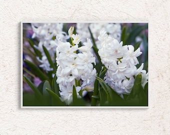 Fotografia di giacinti bianchi, foto di fiori primaverili, poster botanico, decorazione floreale da parete, arte stampabile, foto d'arte, download istantaneo