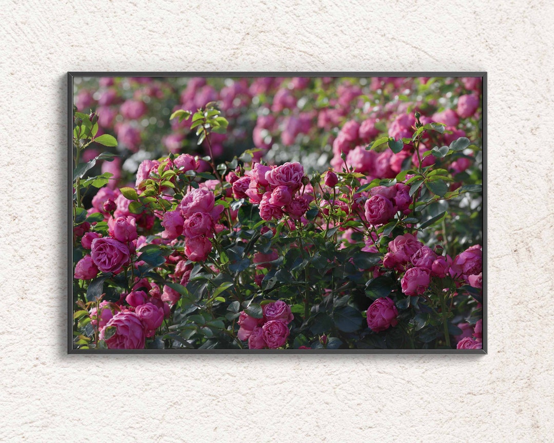 Roses Wall Art. Pink Roses Wall Decor. Botanical Poster Home Etsy