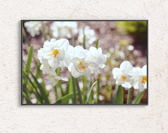 Fotografía de primavera de narciso blanco, decoración de pared de flores decorativas, cartel de narciso imprimible, foto digital de junquillo, arte de pared botánico