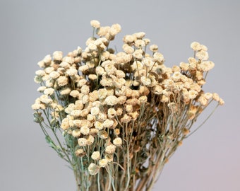 Dried Feverfew Matricaria Chamomile Flowers - Everlasting, naturally preserved, air-dried cream-color scented flowers for crafting and decor