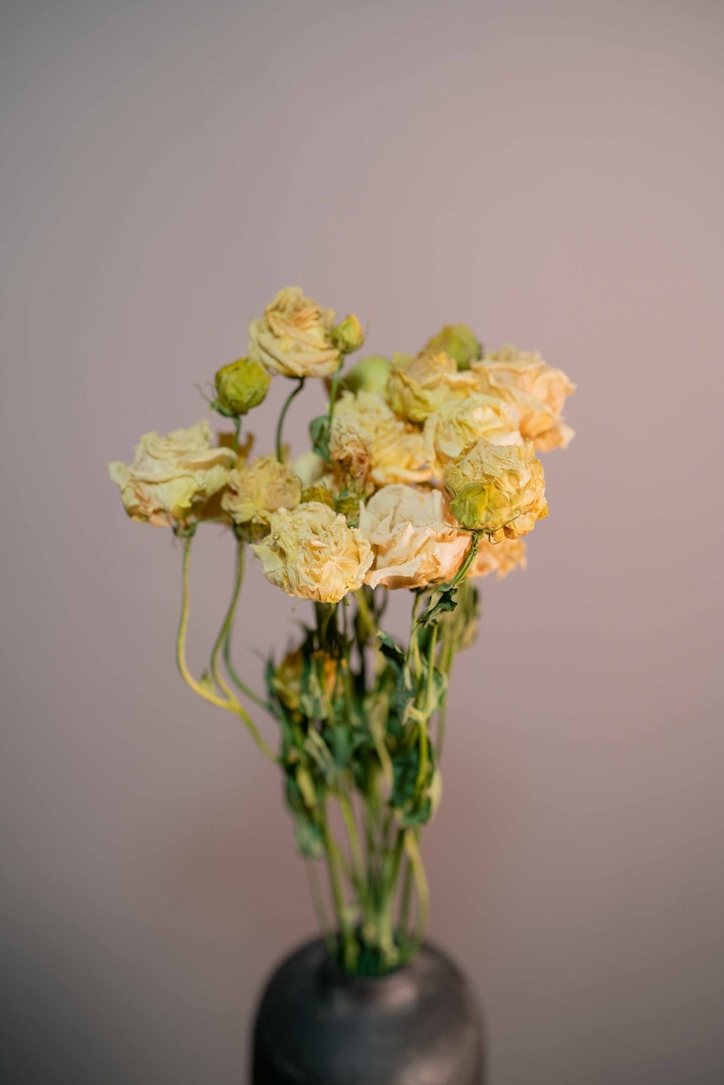 Dried Lisianthus Flowers Eustoma Everlasting Naturally Etsy