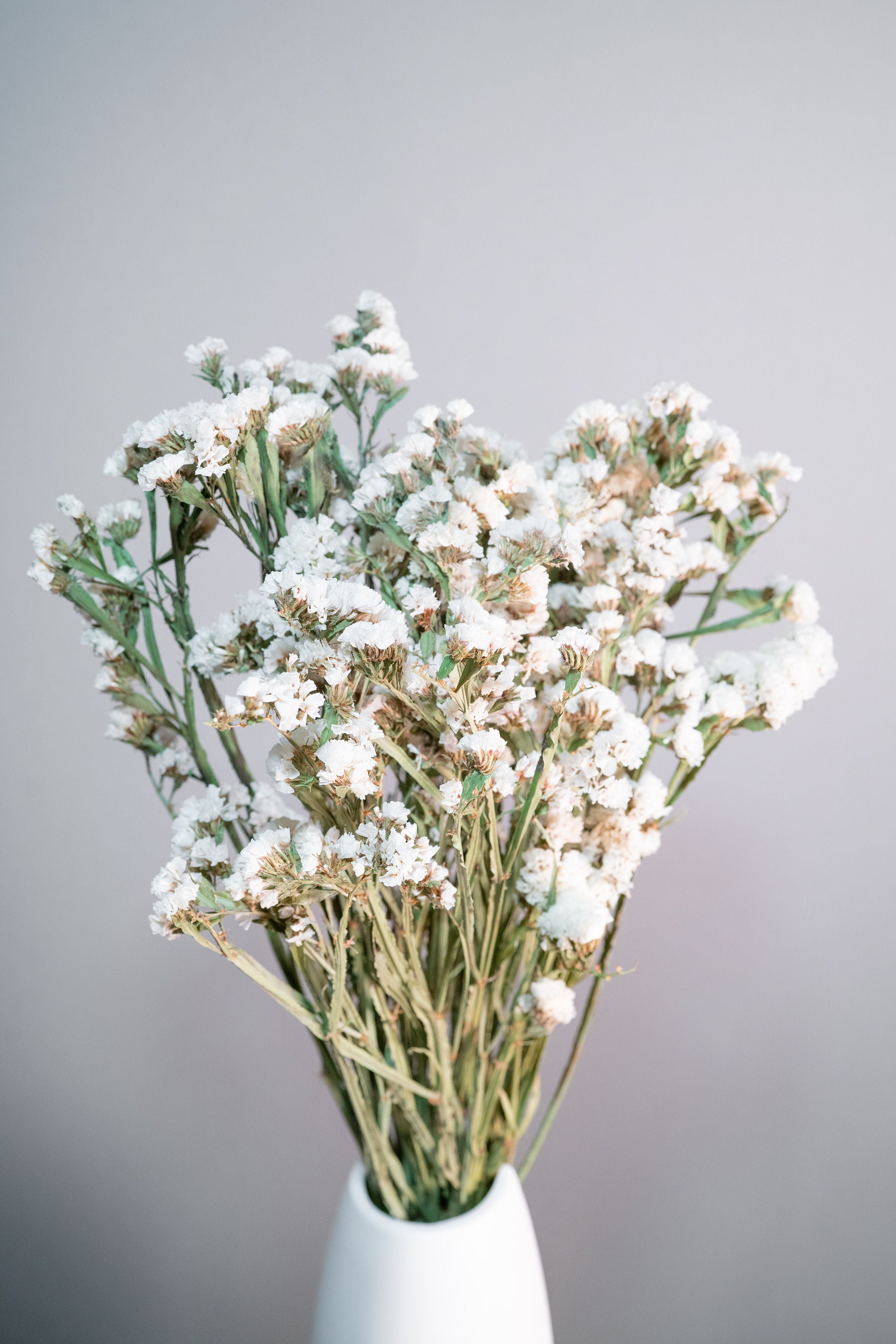 Dried White Statice Flowers — Artemis Flower Farm
