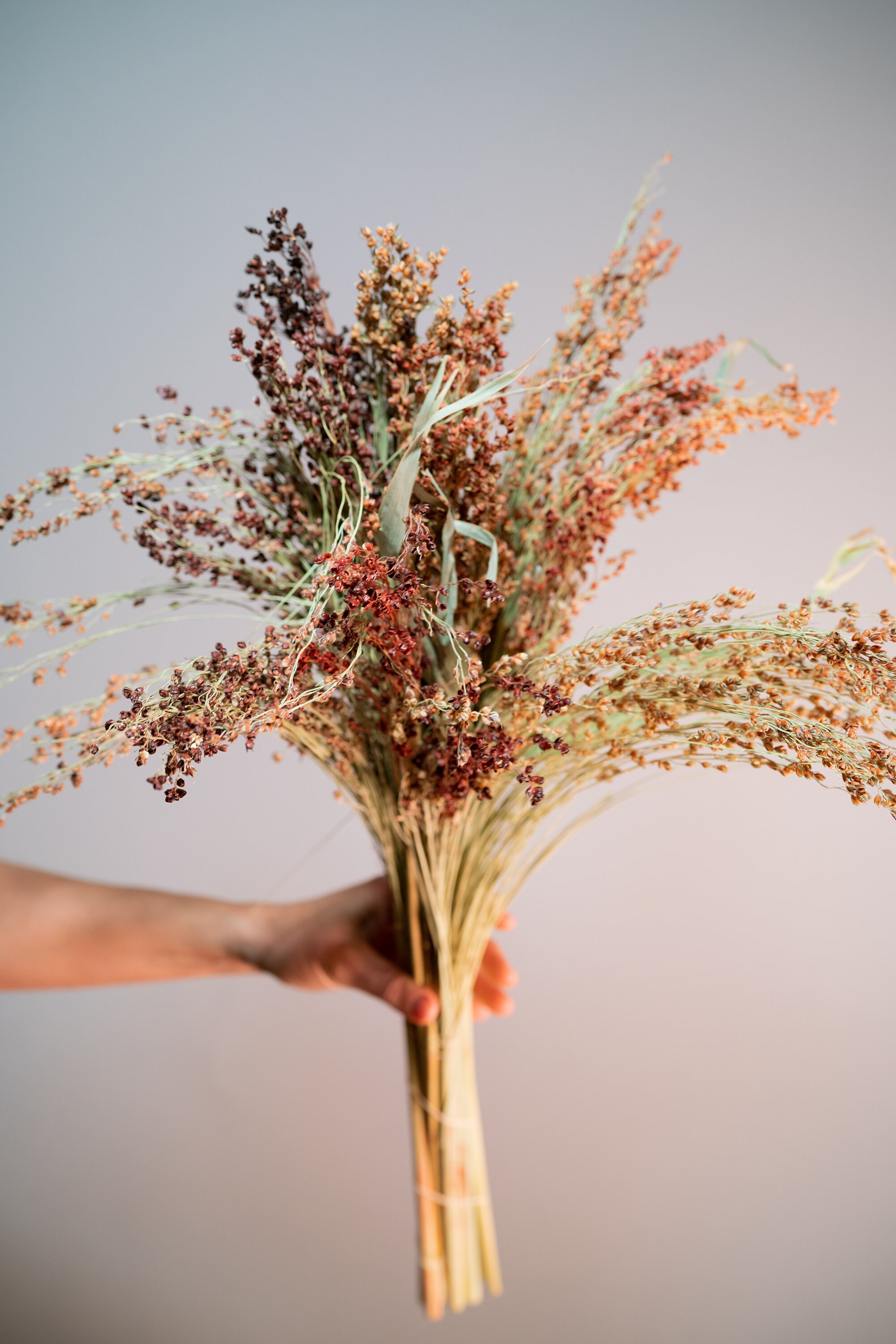 Dried Broom Corn — Artemis Flower Farm