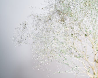 Dried Baby's Breath Flowers - Everlasting, naturally preserved, air-dried small white flowers for crafting and decor