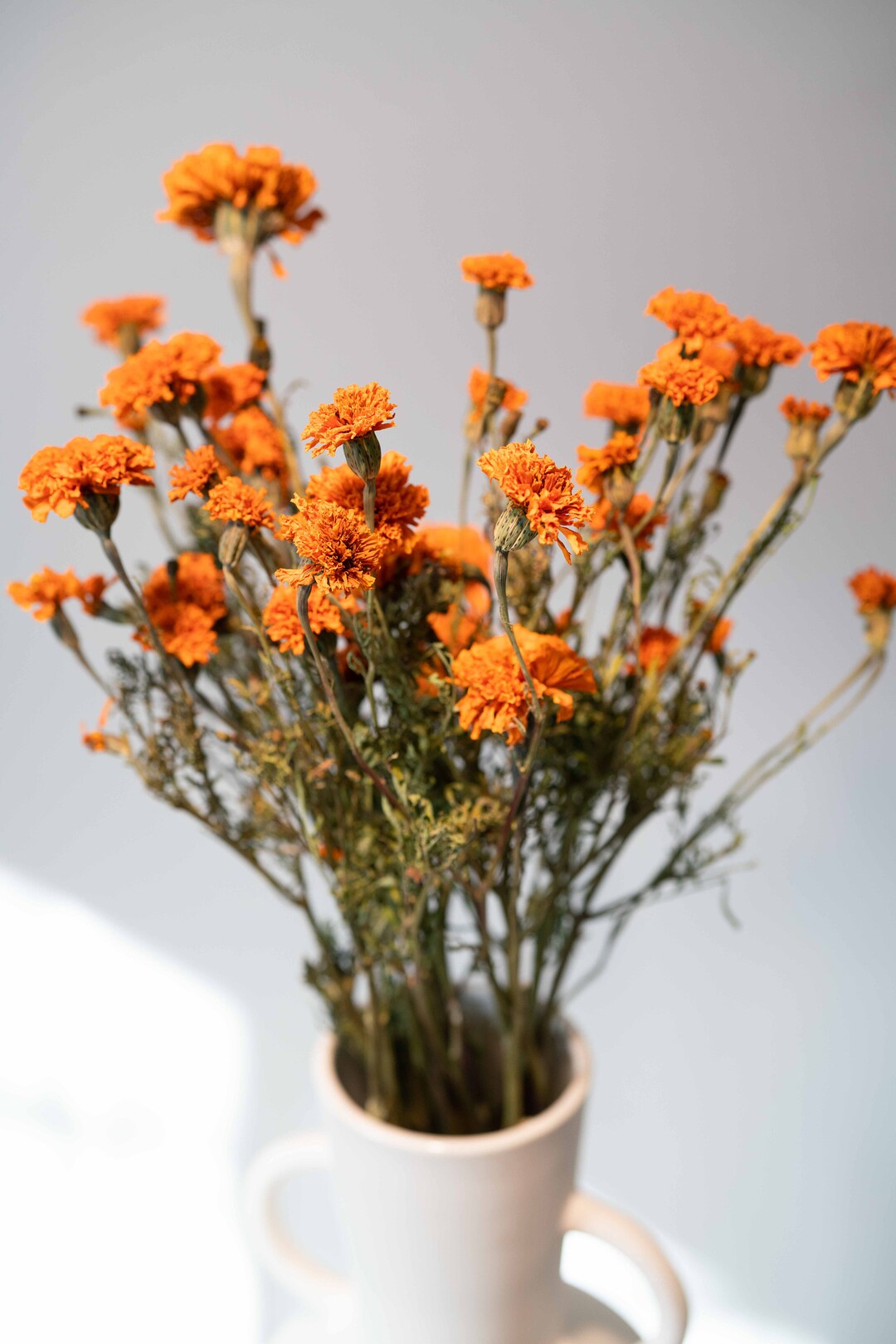 Dried Orange Marigold Flowers Tagetes Everlasting, Naturally Preserved