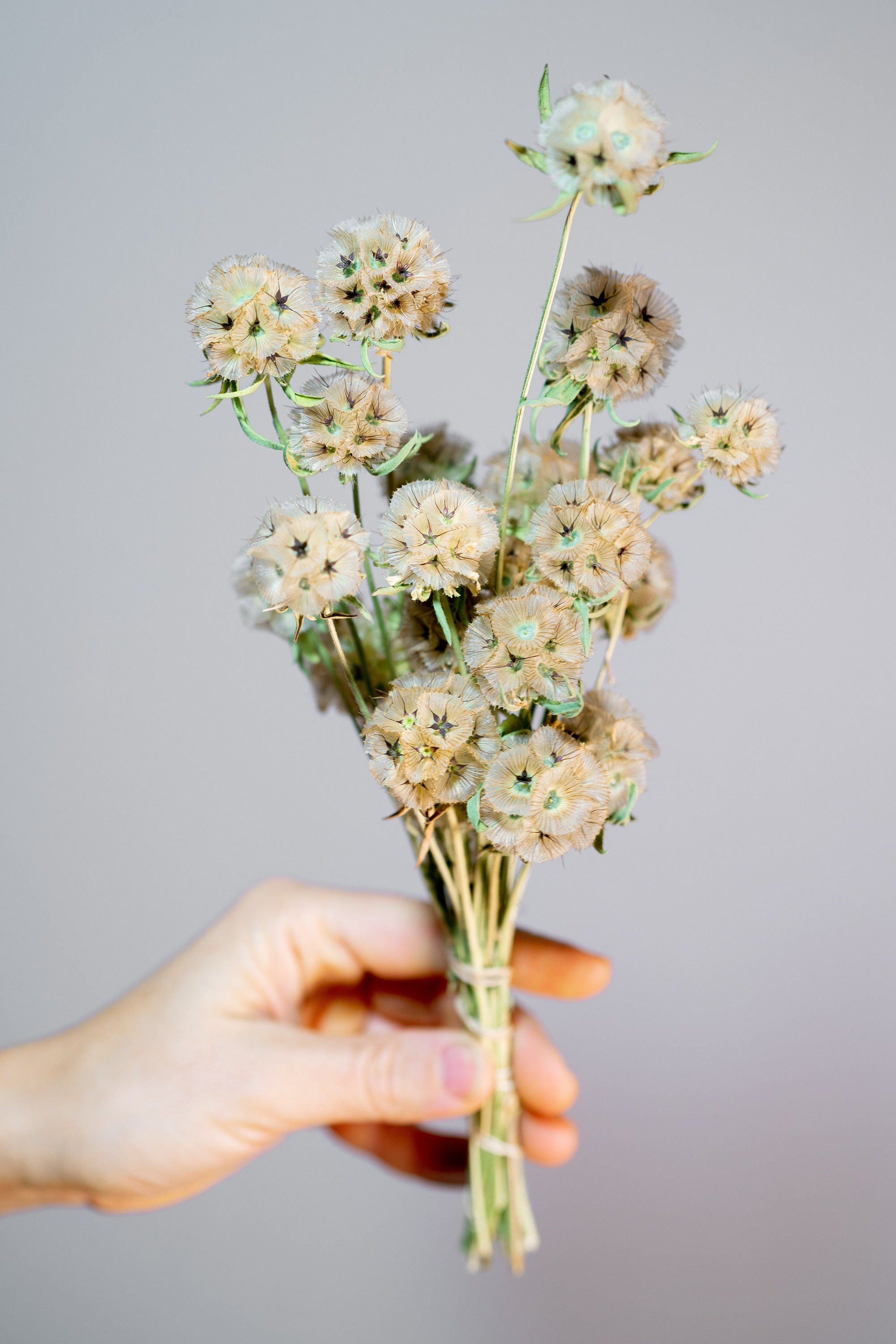 Dried Pincushion Starflower Flowers — Artemis Flower Farm