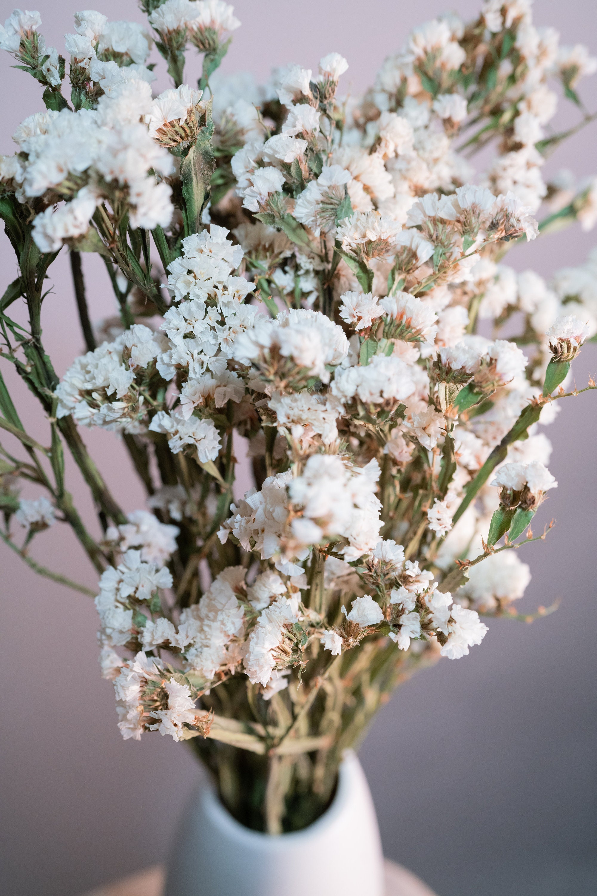 Dried White Statice Flowers Limonium Sinuatum Everlasting, Naturally Preserved, Airdried Small