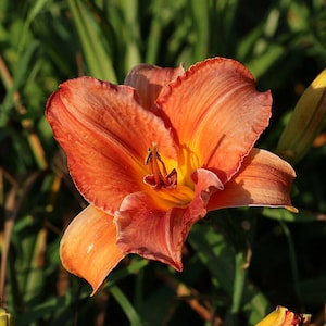 Daylily fulva bare roots – Young edible perennial plant, hardy, orange flowers, easy to grow, natural garden and permaculture