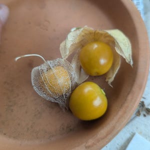 Può includere: Tre bacche di physalis, note anche come bacche dorate, sono esposte su un piatto in terracotta. Le bacche sono racchiuse nei loro involucri di carta.