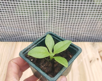 Ficoïde glaciale, légume ancien, perpétuel, vivace, couvre sol, jardin foret, givré, permaculture