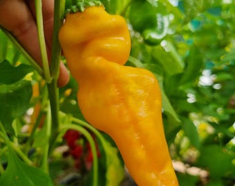 Graines de piments – Doux à moyennement forts – Lot de 15 graines – Nombreuses variétés au choix – Capsicum