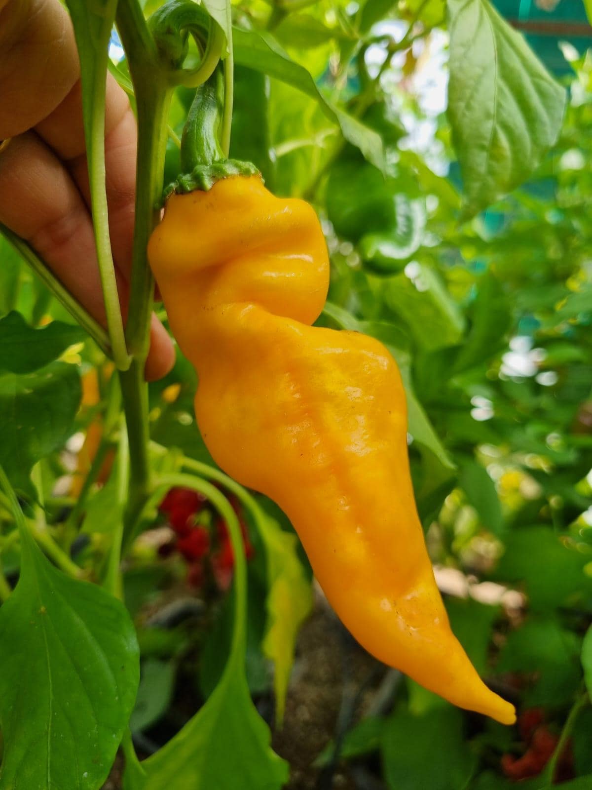 Pepperx - Etsy 日本
