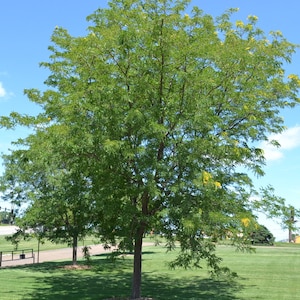 Peut inclure: Un grand arbre aux feuilles vertes et quelques feuilles jaunes. L'arbre se trouve dans un champ herbeux avec un ciel bleu en arrière-plan.
