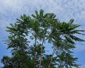 Graines de Toona sinensis – Arbre à salade, jeunes pousses parfumées, 30 graines, idéal pour créer un jardin-forêt gourmand et résilient