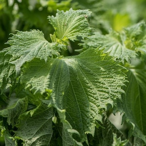 Semi di shiso verde, Perilla frutescens, semi biologici, pianta perenne, giardino, permacultura, agroforestazione, giardino forestale