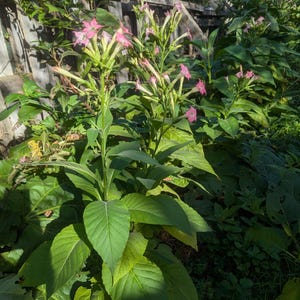 Könnte beinhalten: Nahaufnahme einer Tabakpflanze mit rosa Blüten und großen grünen Blättern. Die Pflanze wächst in einem Garten.