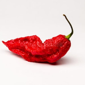 Könnte beinhalten: Eine einzelne leuchtend rote Chilischote mit einer stark texturierten, faltigen Haut und einer spitz zulaufenden Form. Die Schote hat einen dünnen, gebogenen grünen Stiel an der Oberseite und zeichnet sich durch eine kräftige Farbe aus.