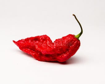 Peut inclure: Un piment rouge vif unique avec une peau très texturée et ridée, présentant une forme effilée et pointue. Le piment possède une fine tige verte incurvée attachée au sommet, mettant en valeur une couleur vive et une surface bosselée.