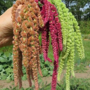 Semillas de Amaranto – Variedades Mixtas Verdes, Rojas, Rosadas y Gigantes, Planta Ornamental y Comestible, Fácil de Cultivar y Muy Colorida