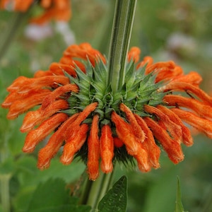 Graines de klip dagga, semence plante annuelle, jardin, permaculture, agroforesterie, jardin forêt