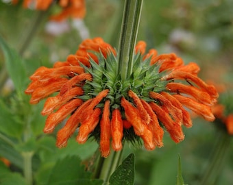Graines de klip dagga, semence plante annuelle, jardin, permaculture, agroforesterie, jardin forêt