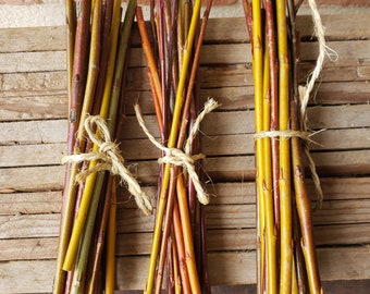 Boutures de saule, mix de plusieurs variétés, bio, permaculture, haie vivante, osier. Jardin d'Emerveille